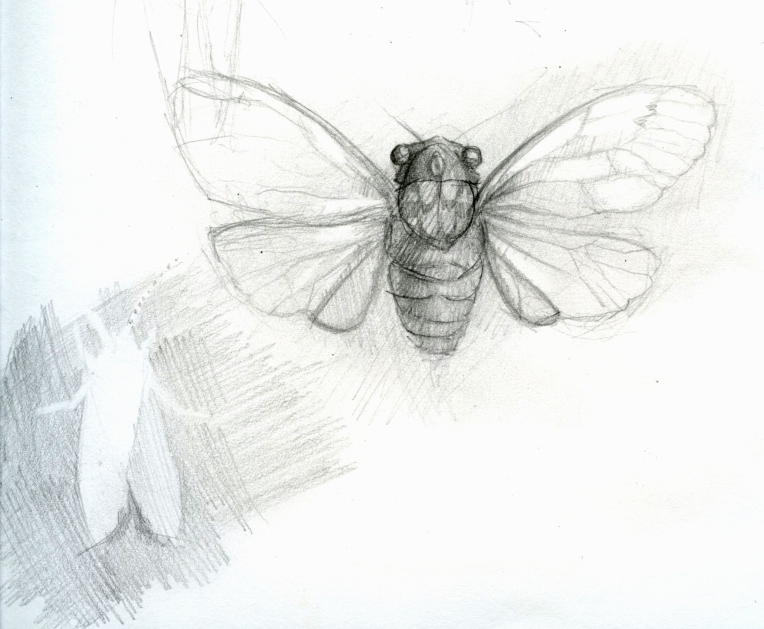 Cicada Sketch