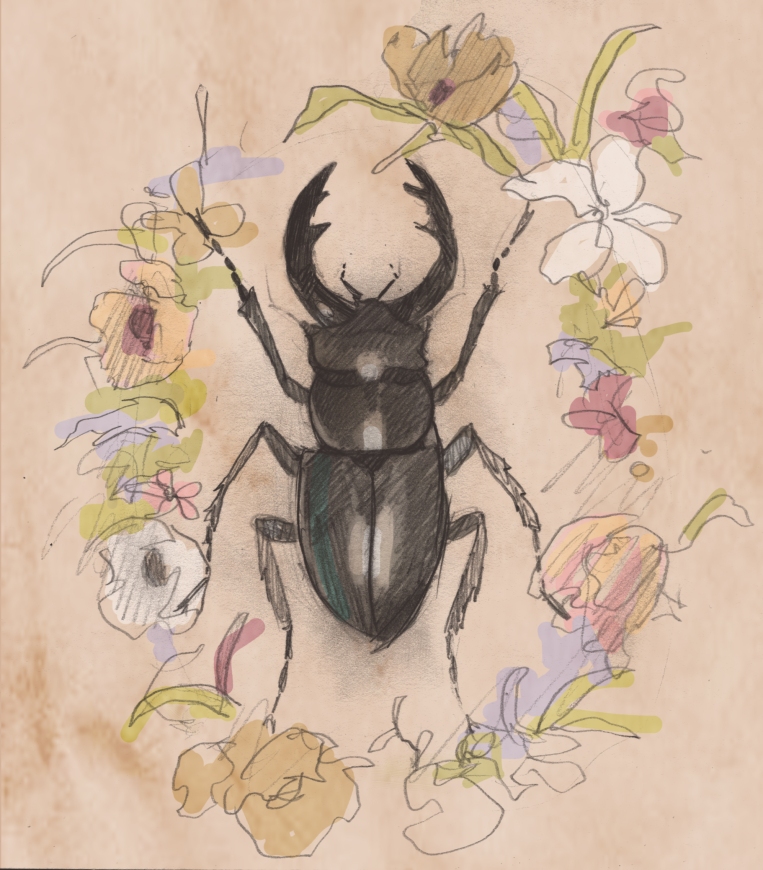 Stag Beetle Color Study